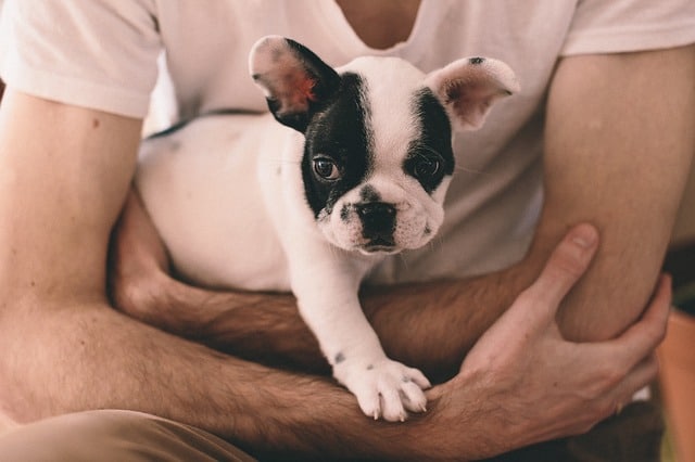 Buying a French Bulldog Puppy?