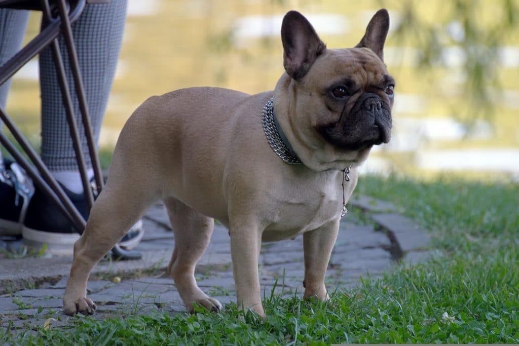 French bulldog puppies for sale in West Palm Beach Florida