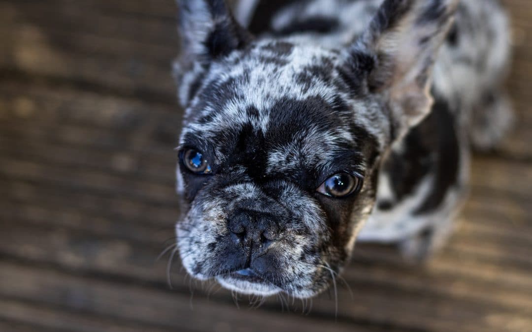 French Bulldog Puppies for Sale in West Palm Beach, Florida
